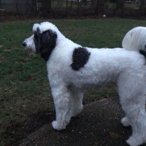 Meet your Posher, Barbara